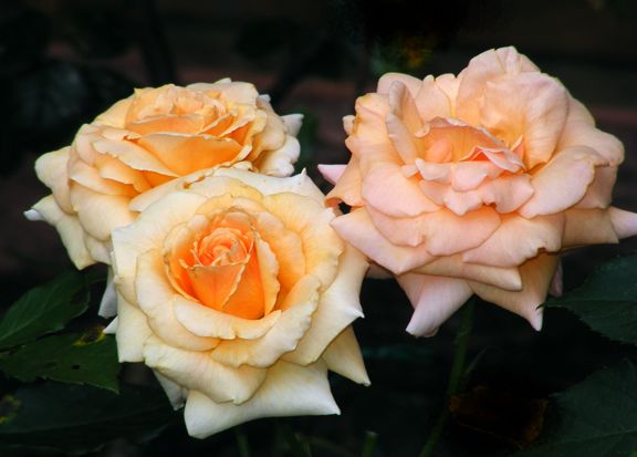 Sisters at Heart photo sah2013_07220010_zps08037737.jpg